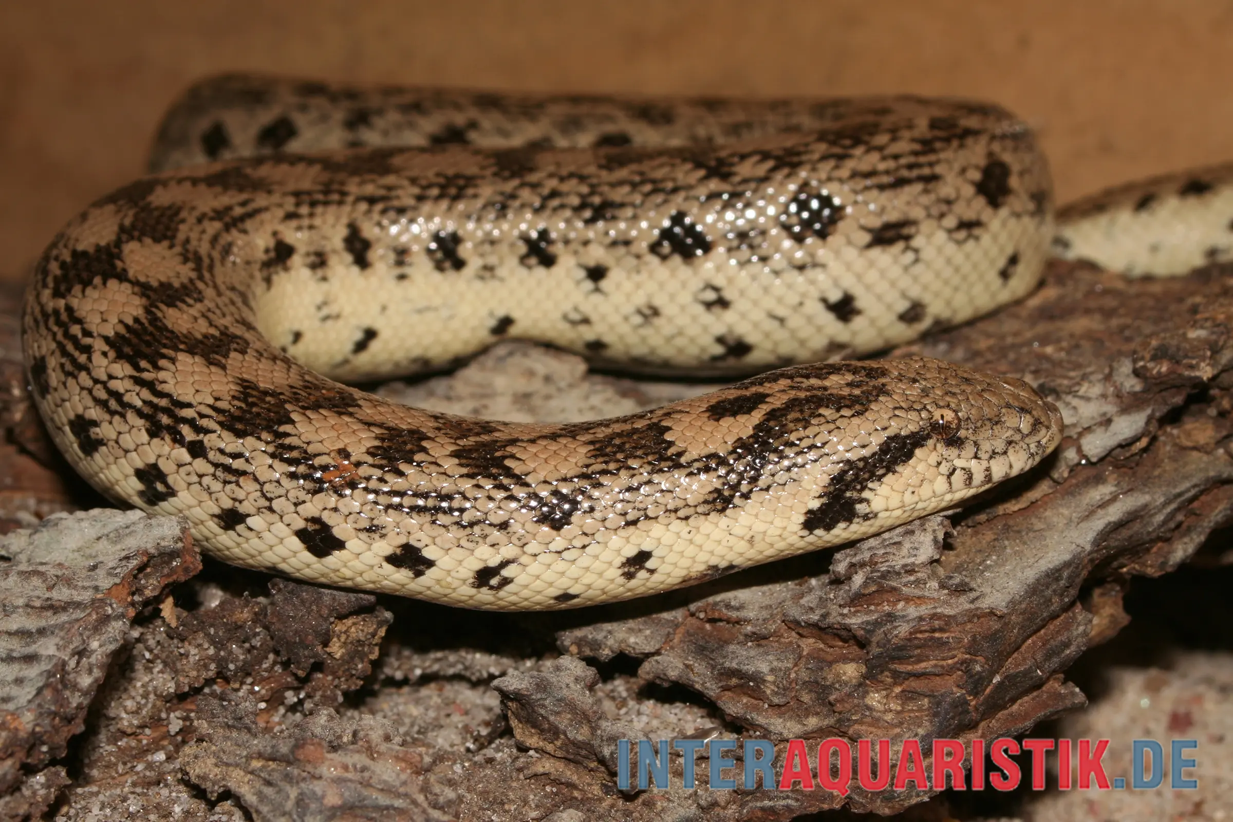 Boa des sables, Eryx tataricus