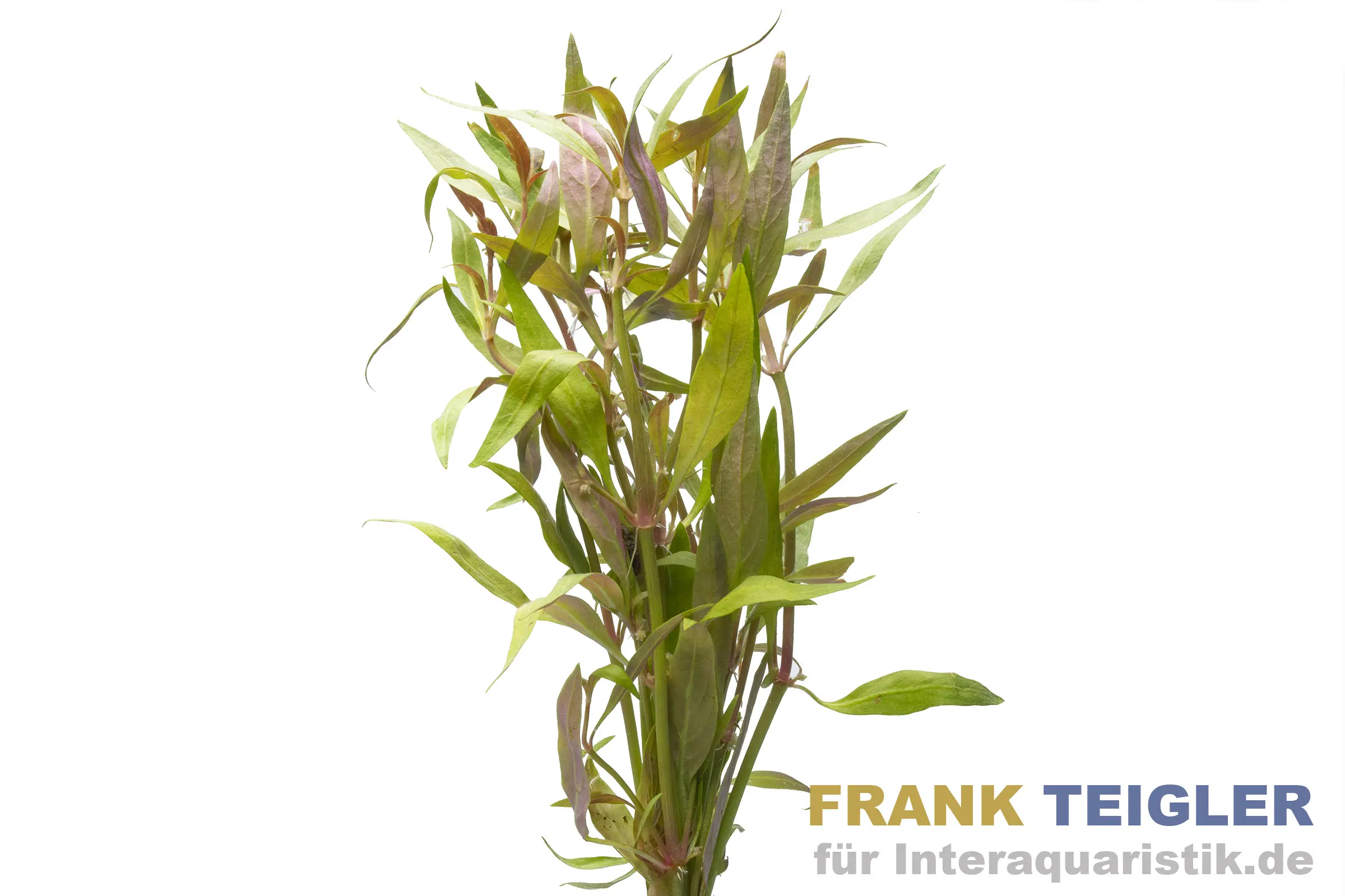 Alternanthère naine, Alternanthera reineckii « mini », botte
