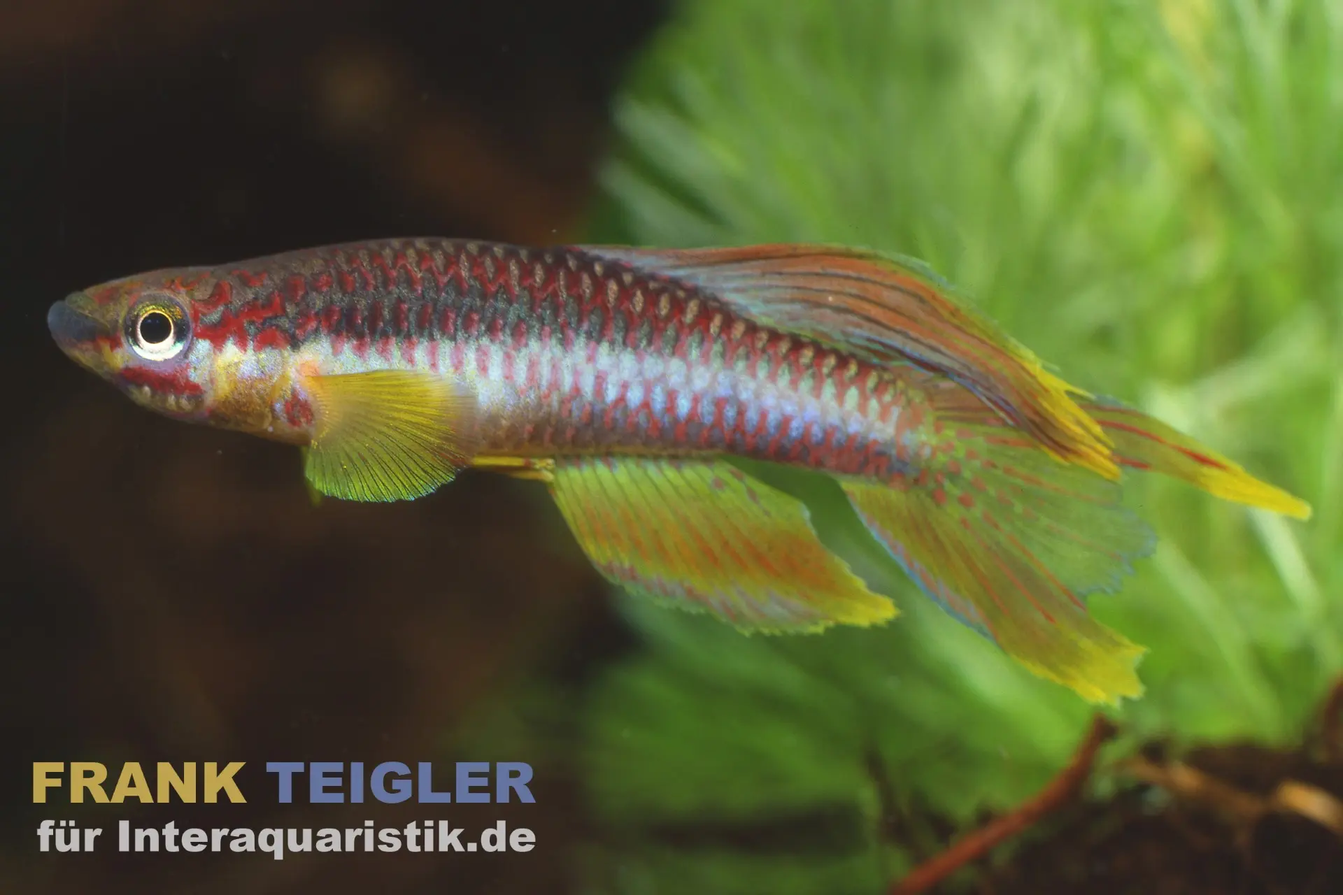 Panchax splendopleure à nageoires brillantes, Aphyosemion splendopleure