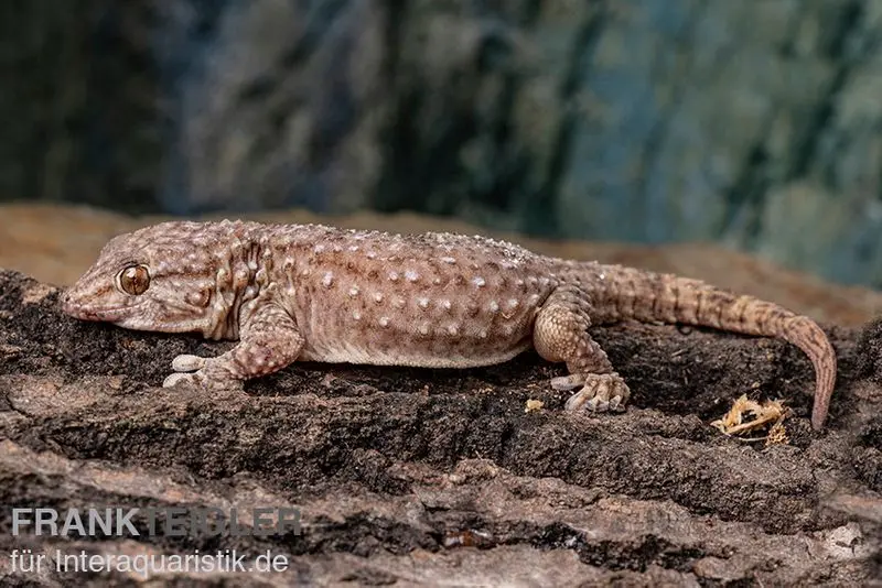 Gecko à doigts épais de Bibron, Chondrodactylus bibronii, mâle
