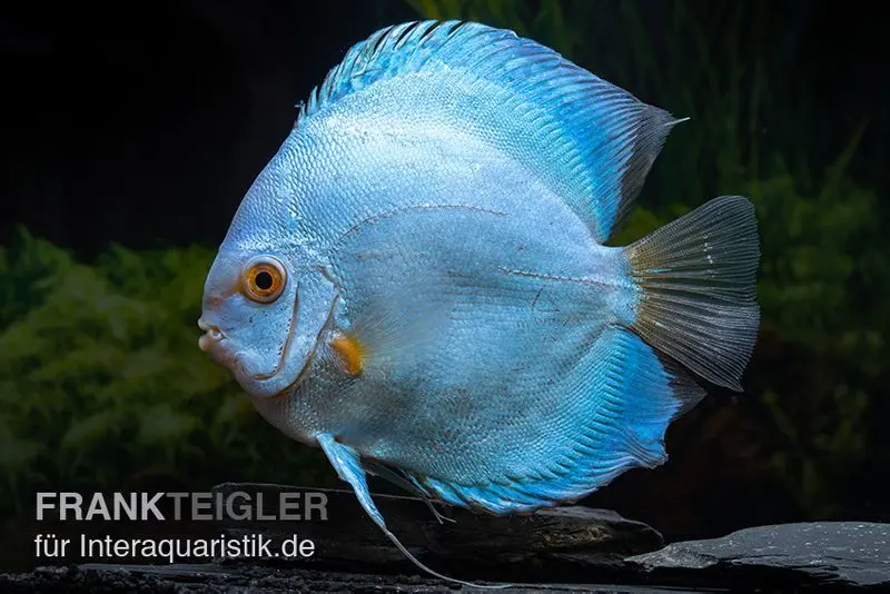 Discus élevage asiatique, Symphysodon discus Blue Sapphire