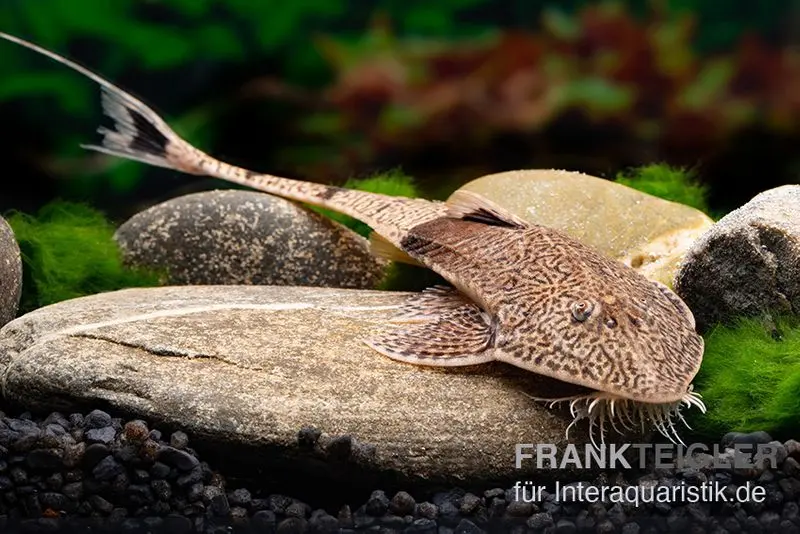 Pléco cuirassé limande marbré, Pseudohemiodon apithanos sp. Colombia