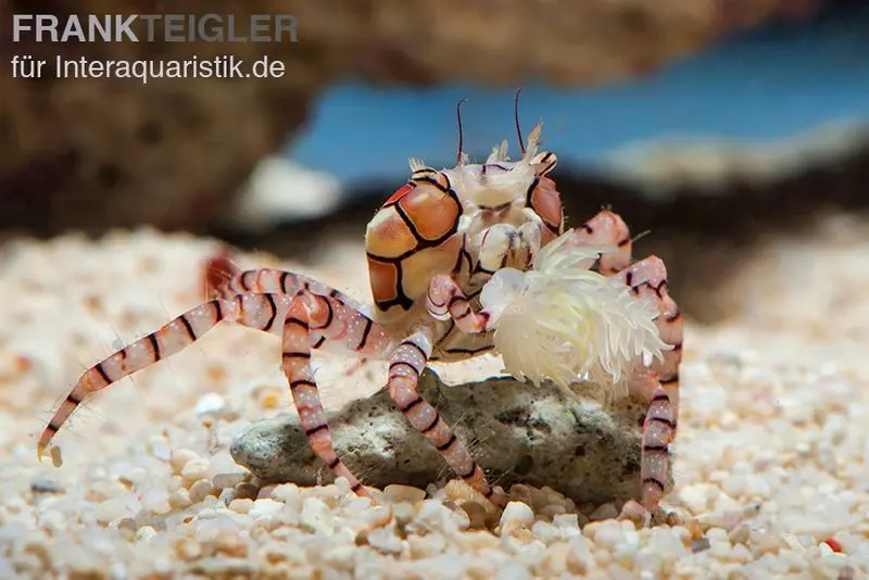 Crabe boxeur, Lybia tesselata (crabe pompon, Boxing crab)