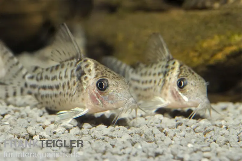 Corydoras à bandes argentées, Corydoras agassizi