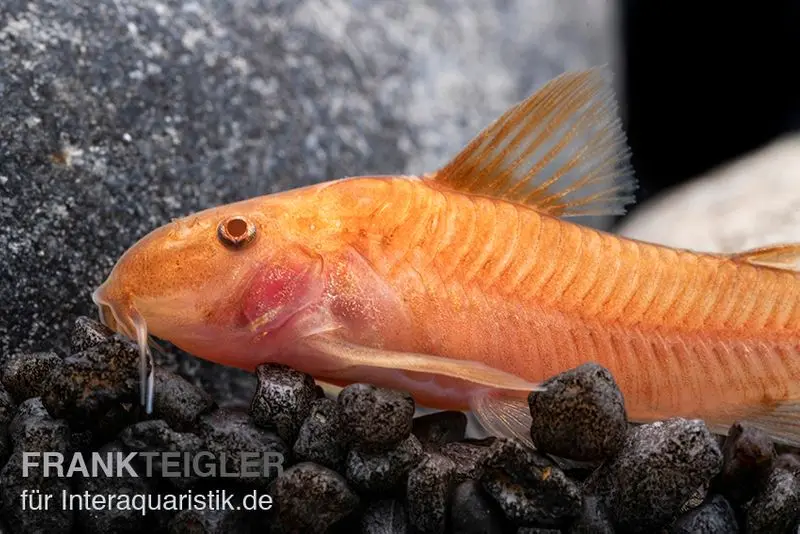Aspidoras orange, Aspidoras sp. C125 orange, élevage allemand