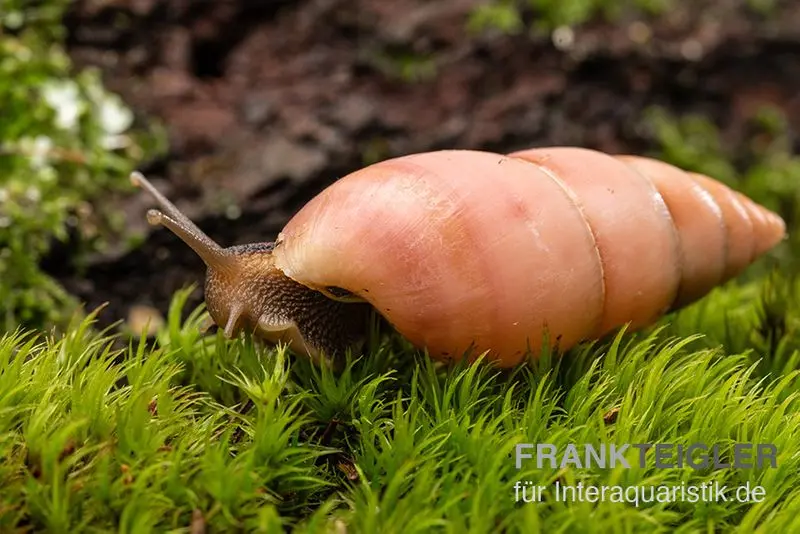 Escargot terrestre rose, Limicolaria sp. « Pink »