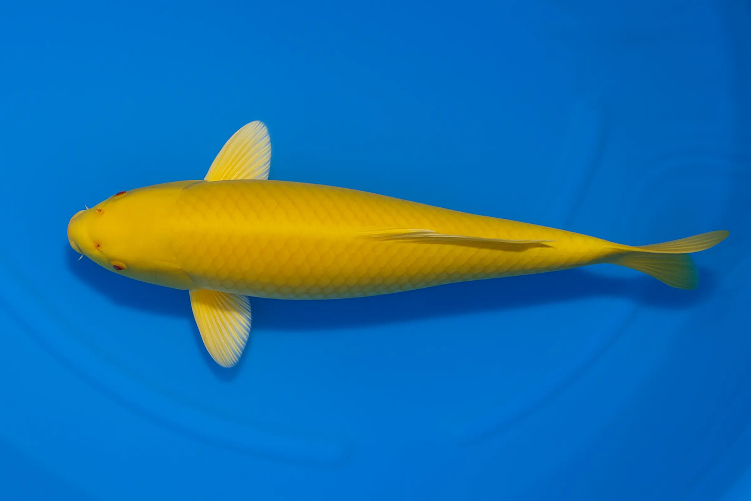 Koi japonais Ikarashi Tosai Kigoi, Cyprinus carpio, 13-15 cm