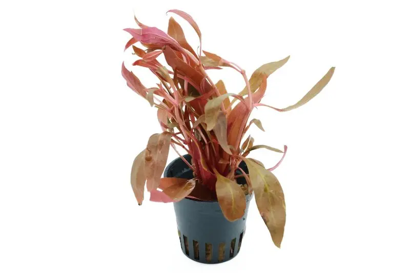 Alternanthère rouge foncé, Alternanthera reineckii « Rot », en pot