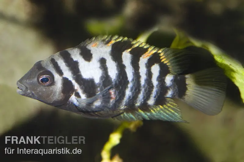 Cichlidé à nageoires vertes, Cichlasoma nigrofasciatum (Amatitlania nigrofasciata)