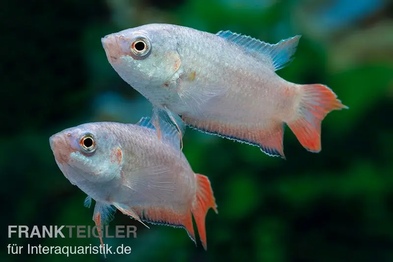 Macropode bleu, Macropodus opercularis BLUE