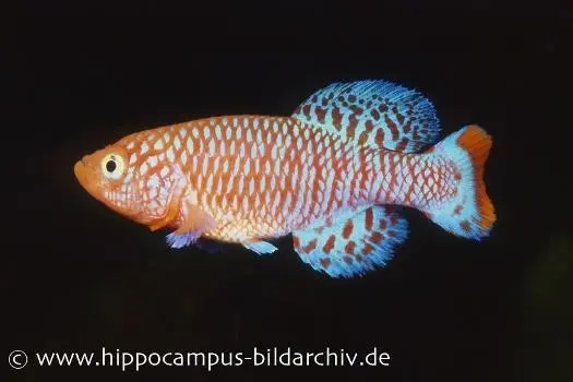 Souche sur tourbe pour killies Nothobranchius rachovii, 30 œufs