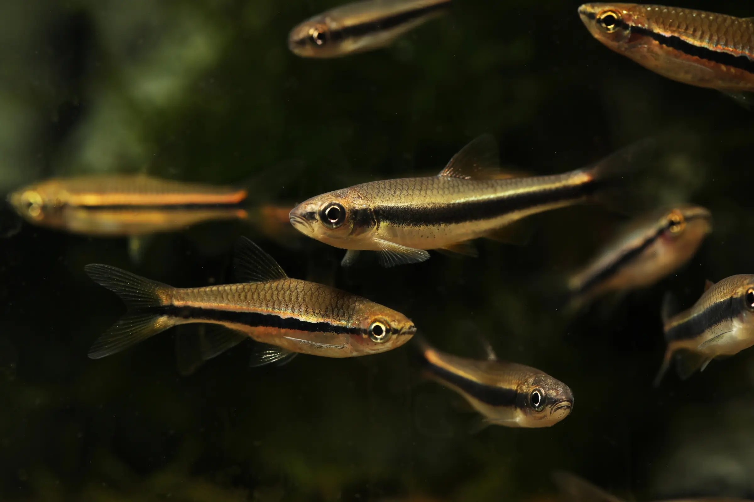 Vairon à nageoires jaunes, Notropis lutipinnis (eau froide & eau chaude), vairon à nageoires blanches