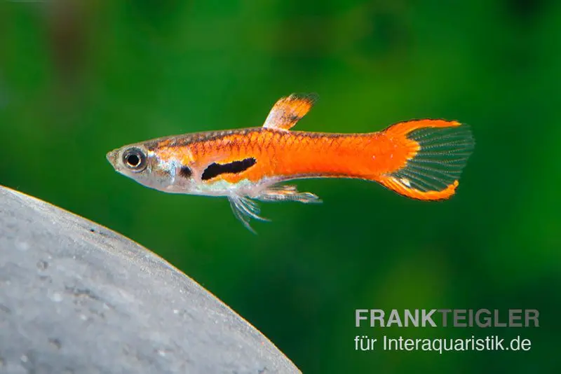 Guppy Endler Red Scarlet, Poecilia wingei, vendu par couple (mini-poisson)