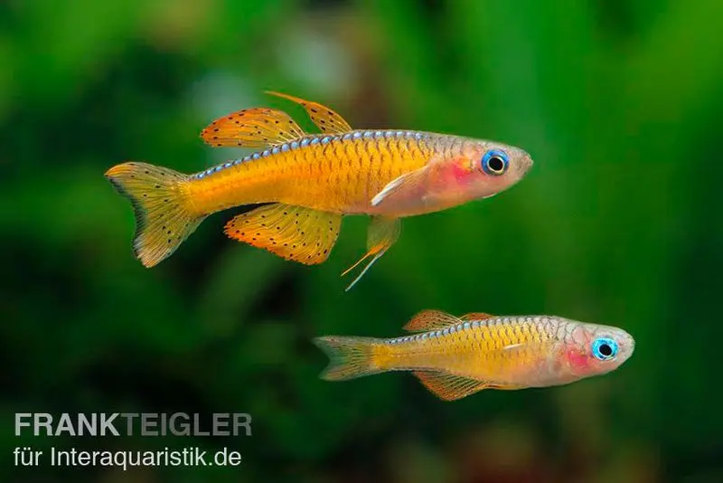 Œil-bleu de Paska, Pseudomugil paskai « Red Neon »