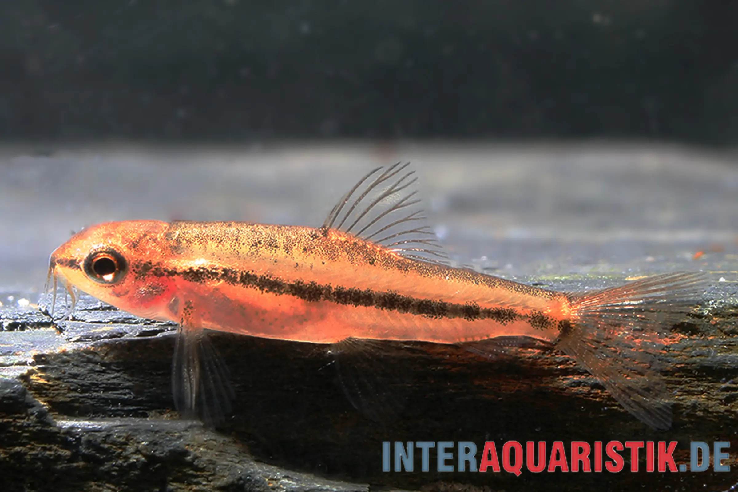 Loche naine rouge, Physoschistura mango (Yunnanilus sp. Rosy)