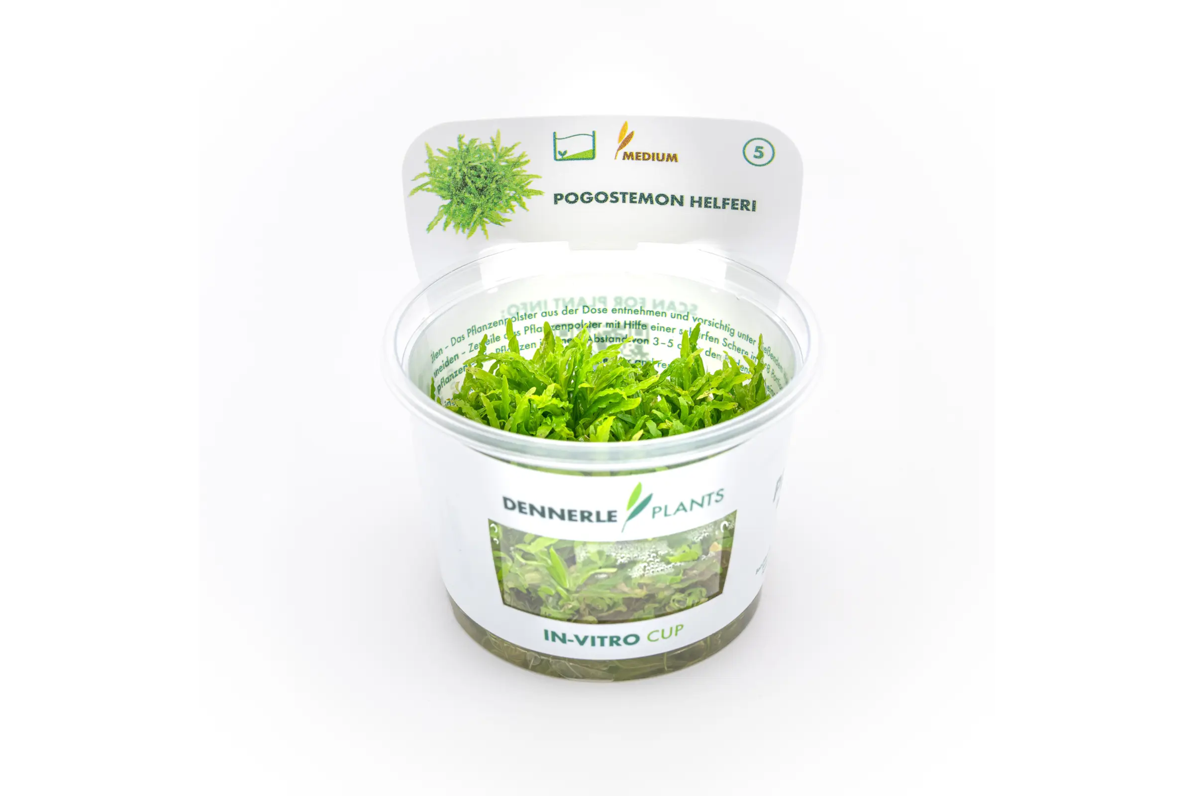 Pogostémon étoilé, Pogostemon helferi, in vitro