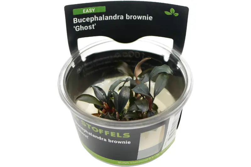 Bucephalandra brownie « Ghost », in vitro