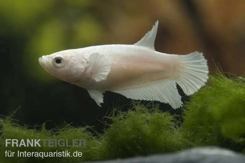 Combattant Halfmoon blanc, femelle, Betta splendens