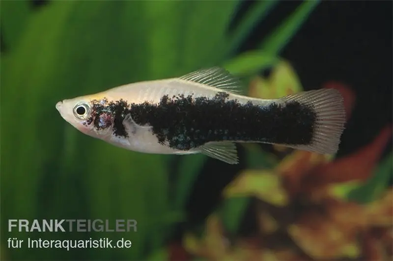 Porte-épée Tuxedo blanc, Xiphophorus helleri