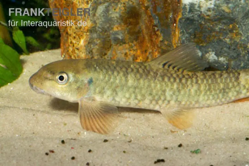 Poisson grignoteur Kangal, Garra rufa
