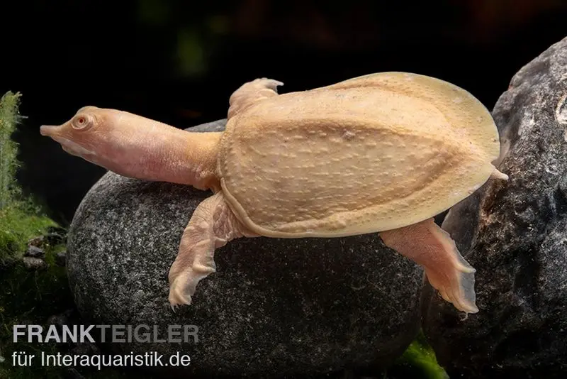 Tortue à carapace molle chinoise albinos, Pelodiscus sinensis