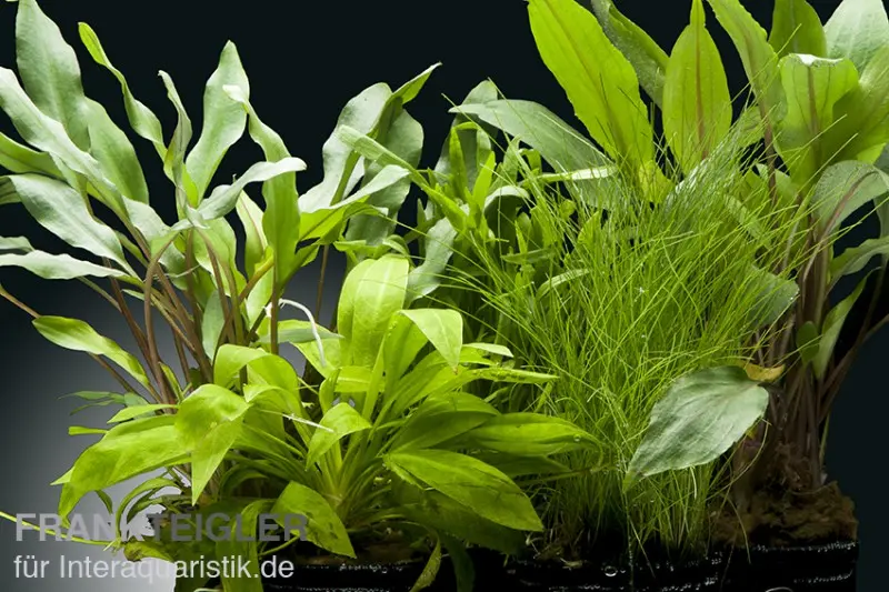 Set de plantes d’aquarium Amazon, 5 pots, set de plantes d’aquarium