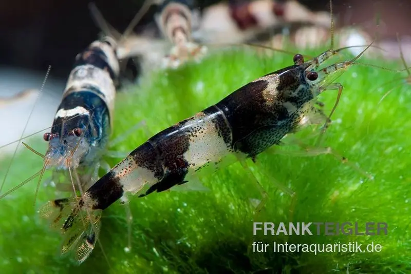 Crevette bourdon, Caridina sp. Bourdon
