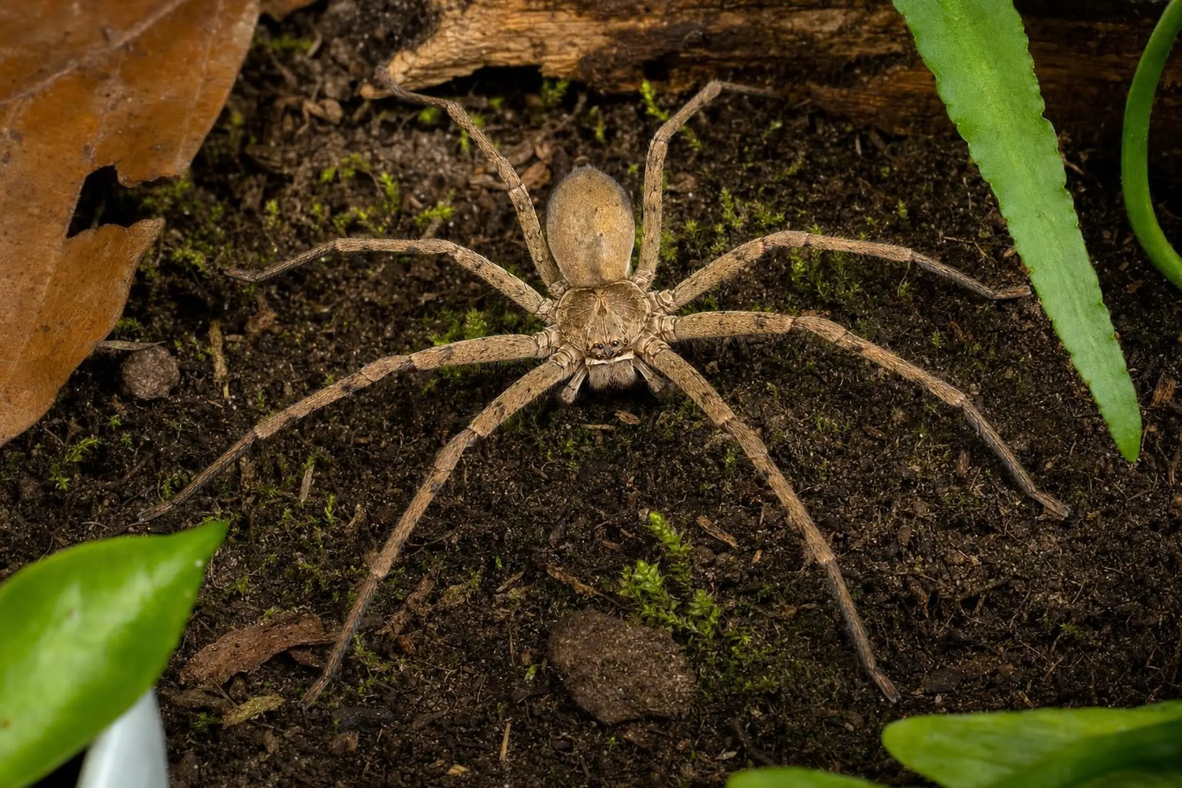 Riesen-araignée-crabe géante indéterminée, Heteropoda spec.