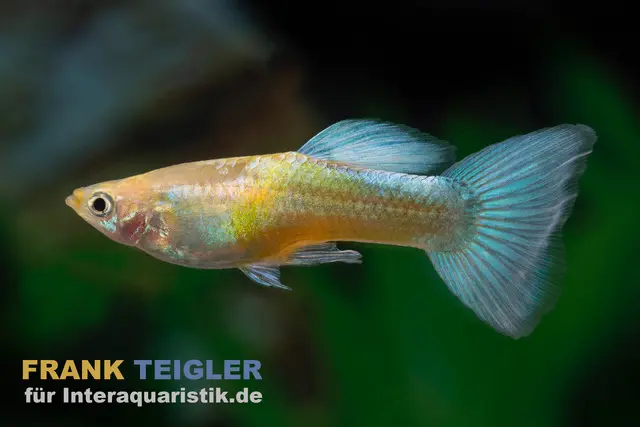 Guppy Golden Blue Neon, Poecilia reticulata (par couple)