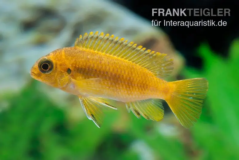 Incubateur buccal orange, Pseudotropheus tropheops CHILUMBA ORANGE, élevage allemand