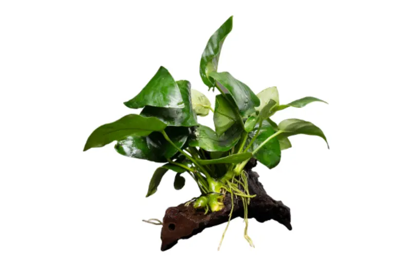 Petite anubias, Anubias nana, sur racine de bois M, env. 8-14 cm