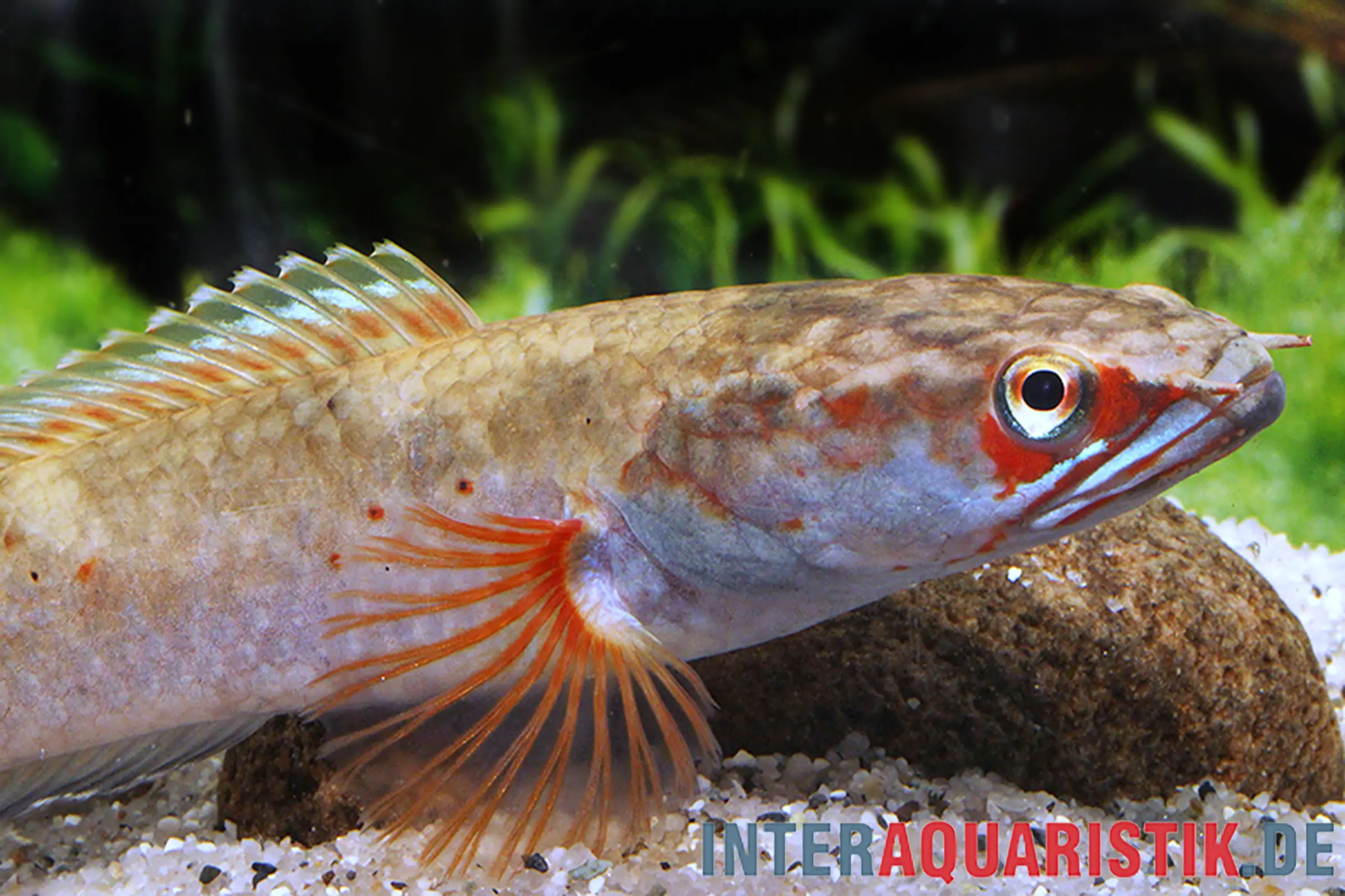 Tête-de-serpent Fire & Ice, Channa spec. Fire & Ice, 8-10 cm