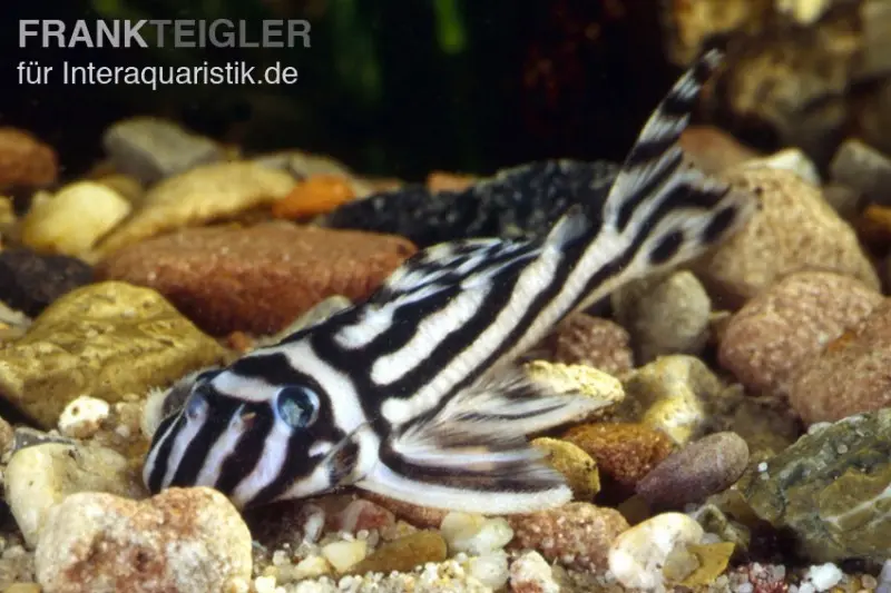 Pléco zébré, Hypancistrus zebra, silure L46, élevage allemand