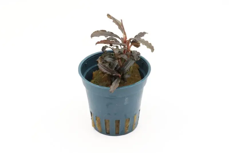 Bucephalandra sp. « Red Scorpio », en pot