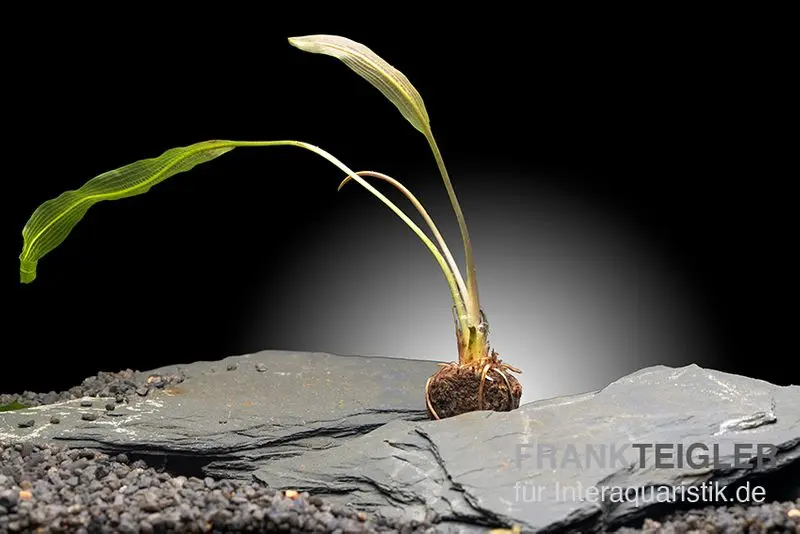 Aponogeton de Madagascar, Aponogeton madagascariensis var. henkelianus