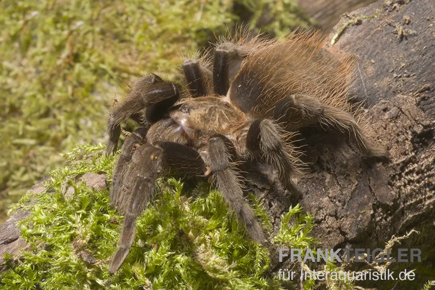 Mygale noir et rouge, Brachypelma vagans