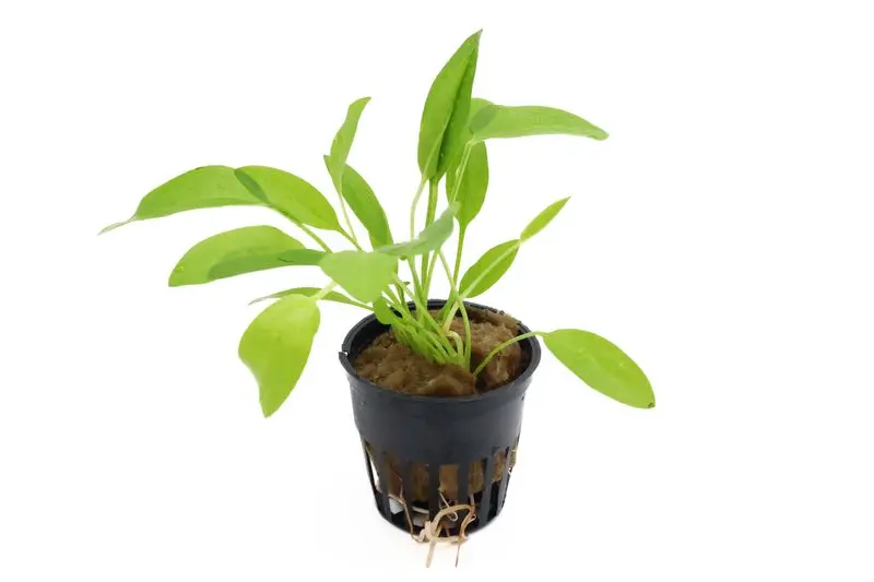 Mini-plante épée à feuilles cordiformes, Echinodorus cordifolius sp. "Mini", en pot