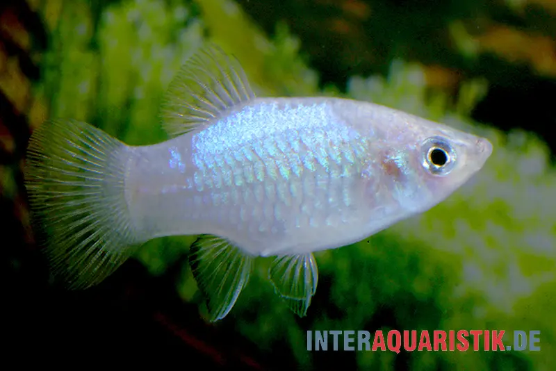 Platy bleu, Xiphophorus maculatus