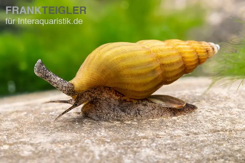 Escargot assassin doré, Anentome helena