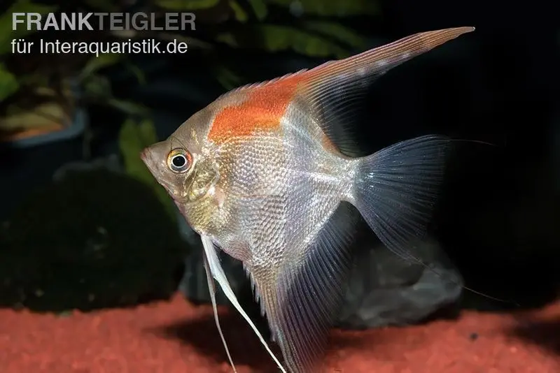 Scalaire Manacapuru à dos rouge, Pterophyllum cf. scalare "Lago Manacapuru"