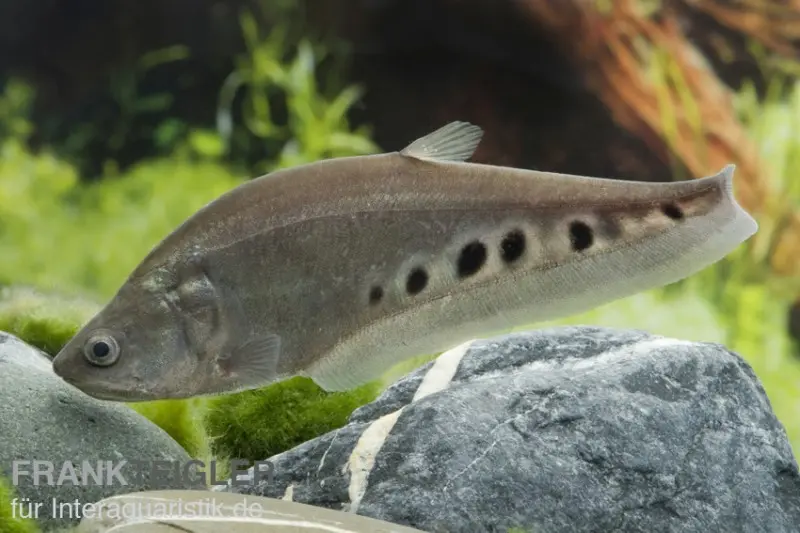Poisson mille dollars, Chitala ornata (Chitala chitala)