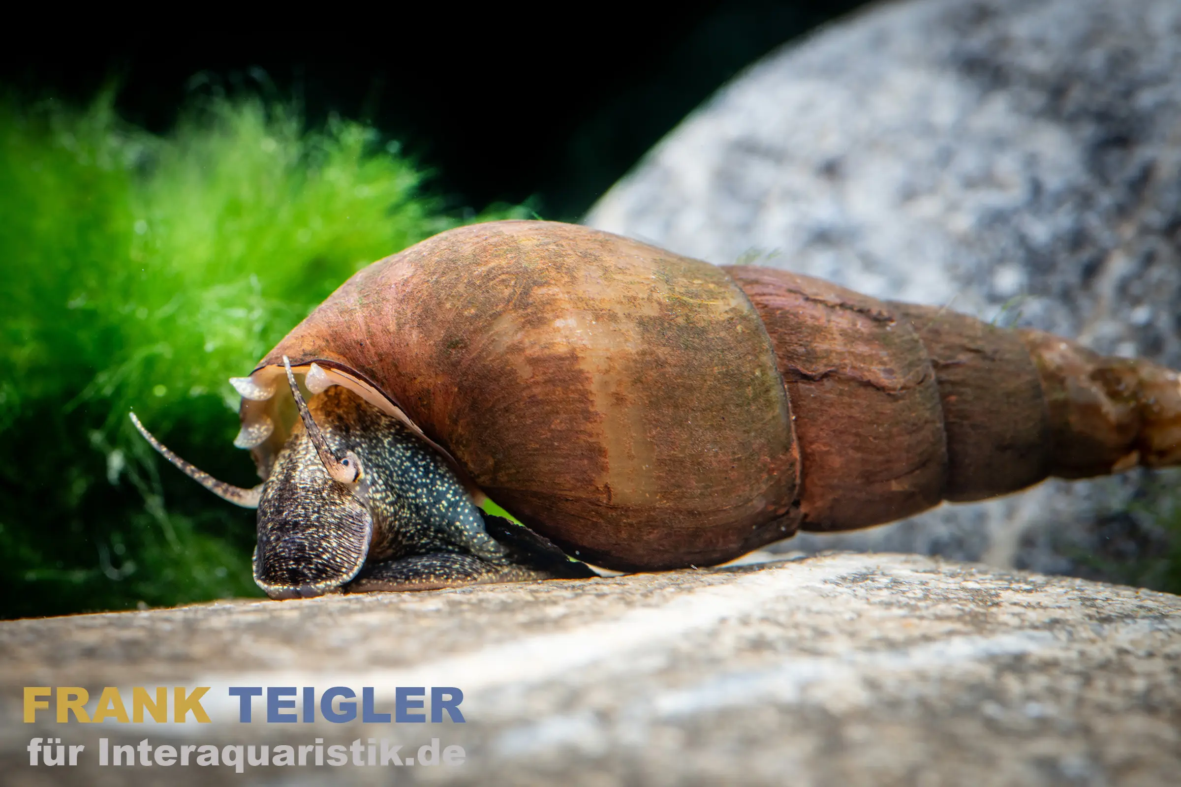 Escargot Tylomelania nain noir, Tylomelania sp. Mini Black