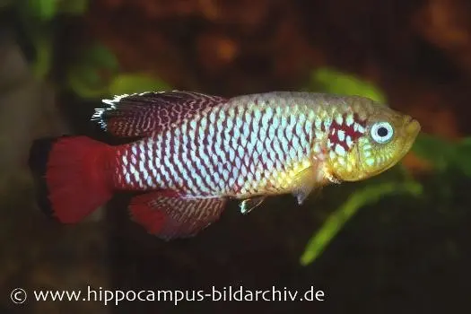 Souche d’élevage sur tourbe de killies Nothobranchius guentheri red, 30 œufs