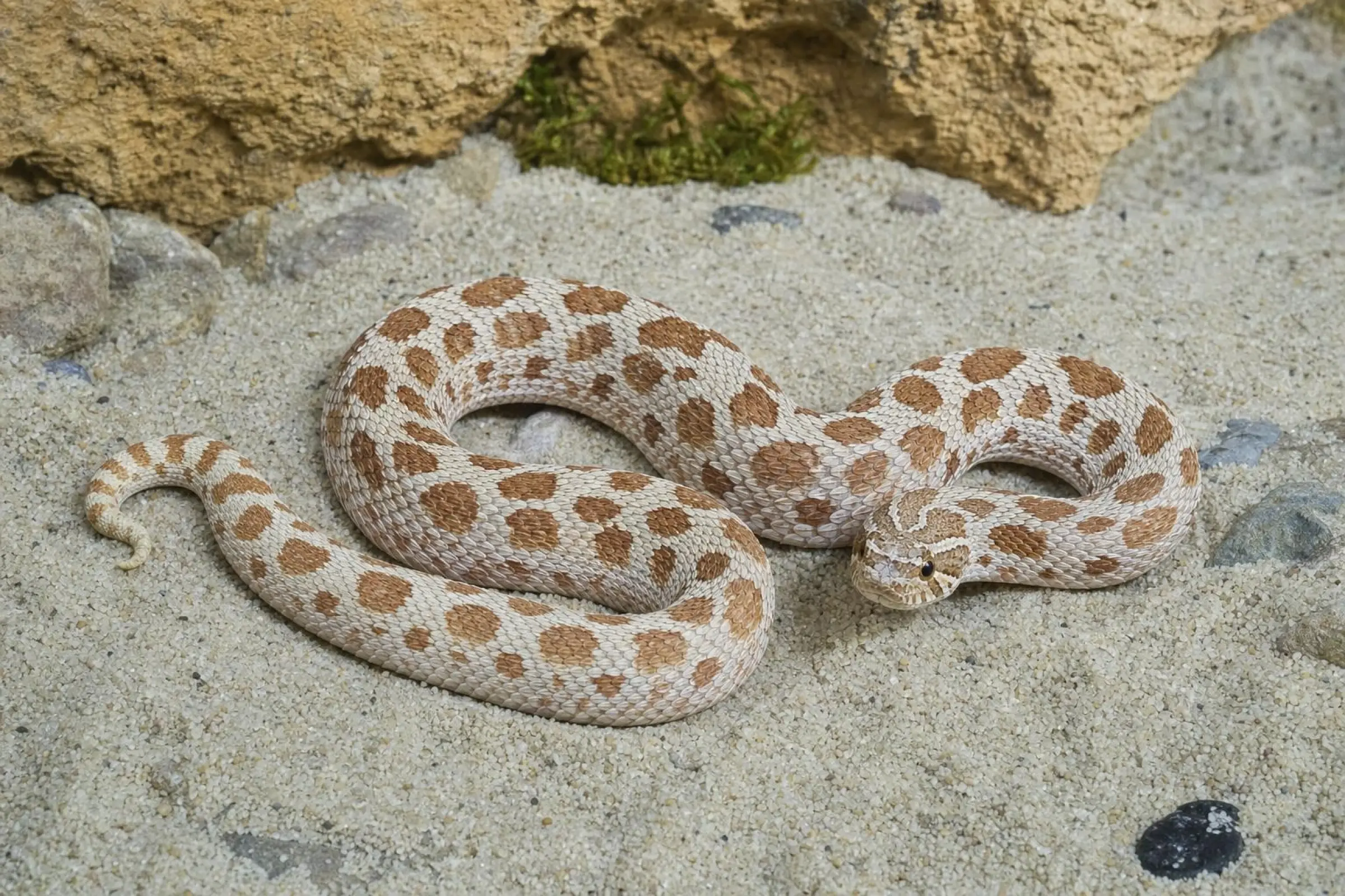 Hakennasennatter de l’Ouest « Frost », Heterodon nasicus