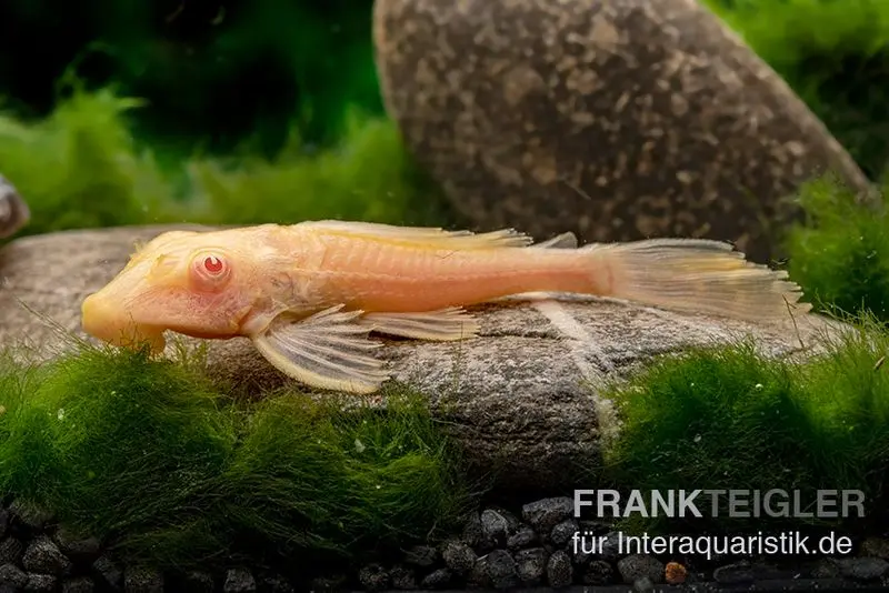 Pléco léopard albinos, Glyptoperichthys gibbiceps