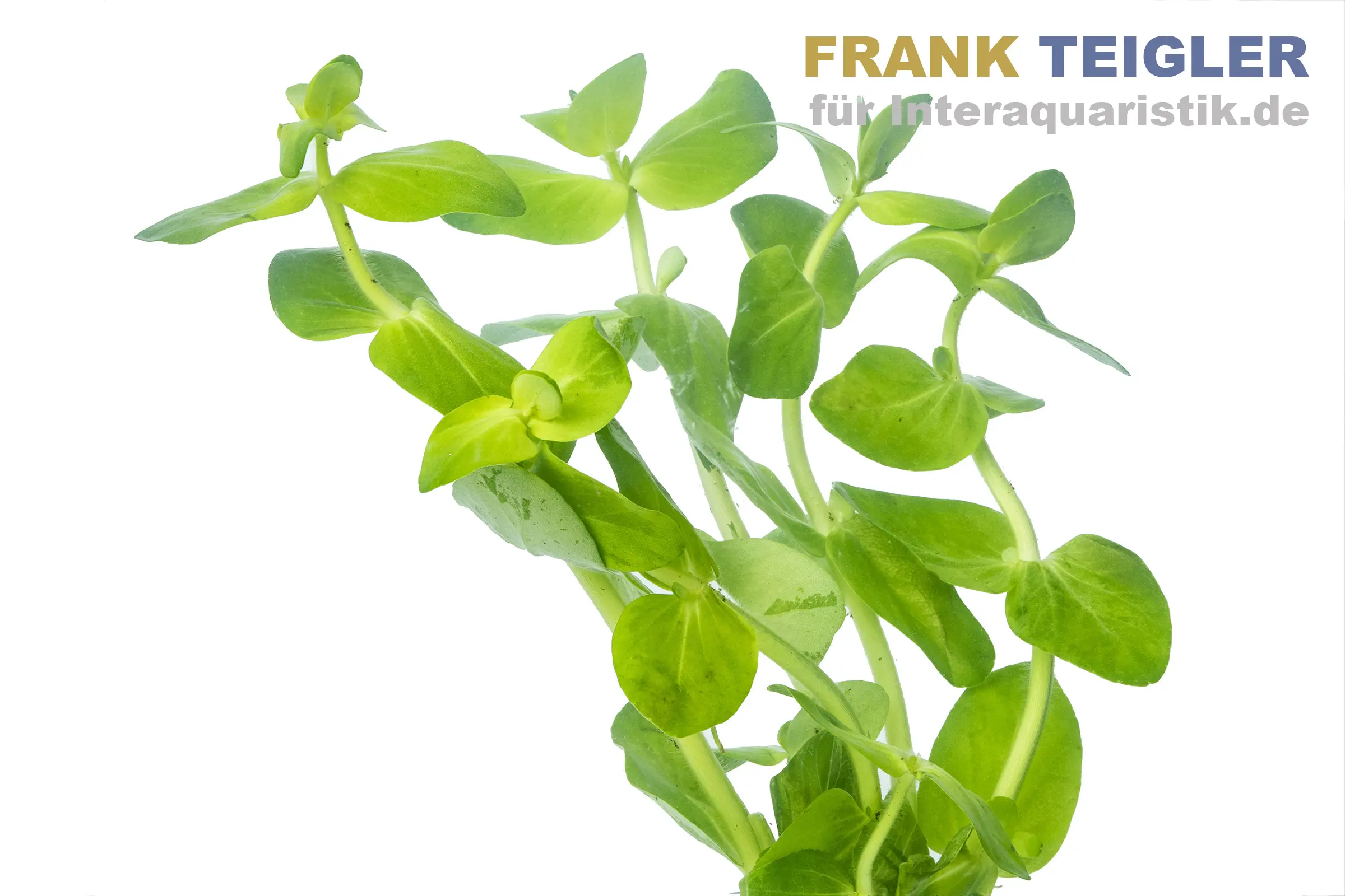 Grand bacopa, Bacopa caroliniana, botte