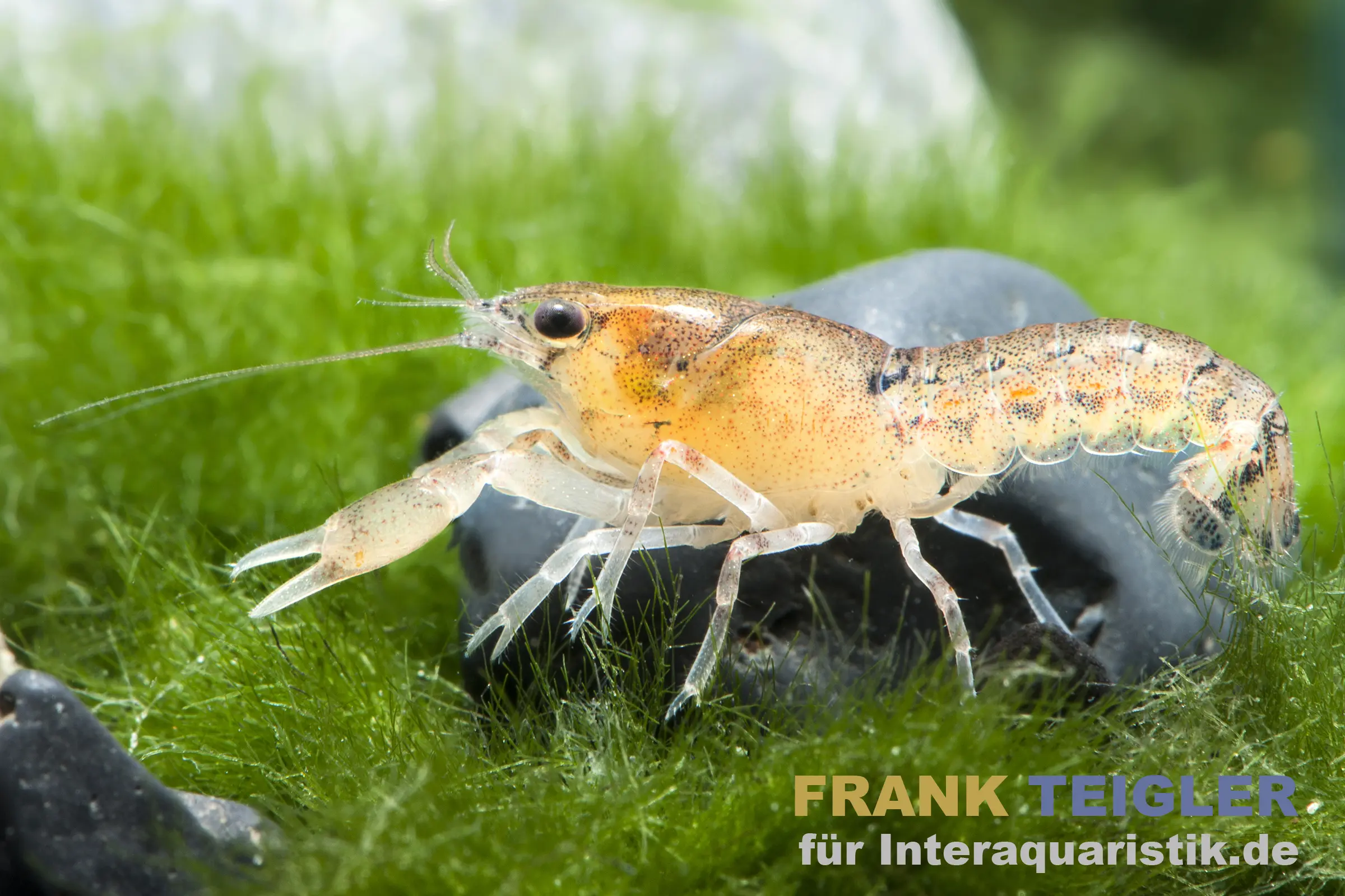 La plus petite écrevisse naine, Cambarellus diminutus