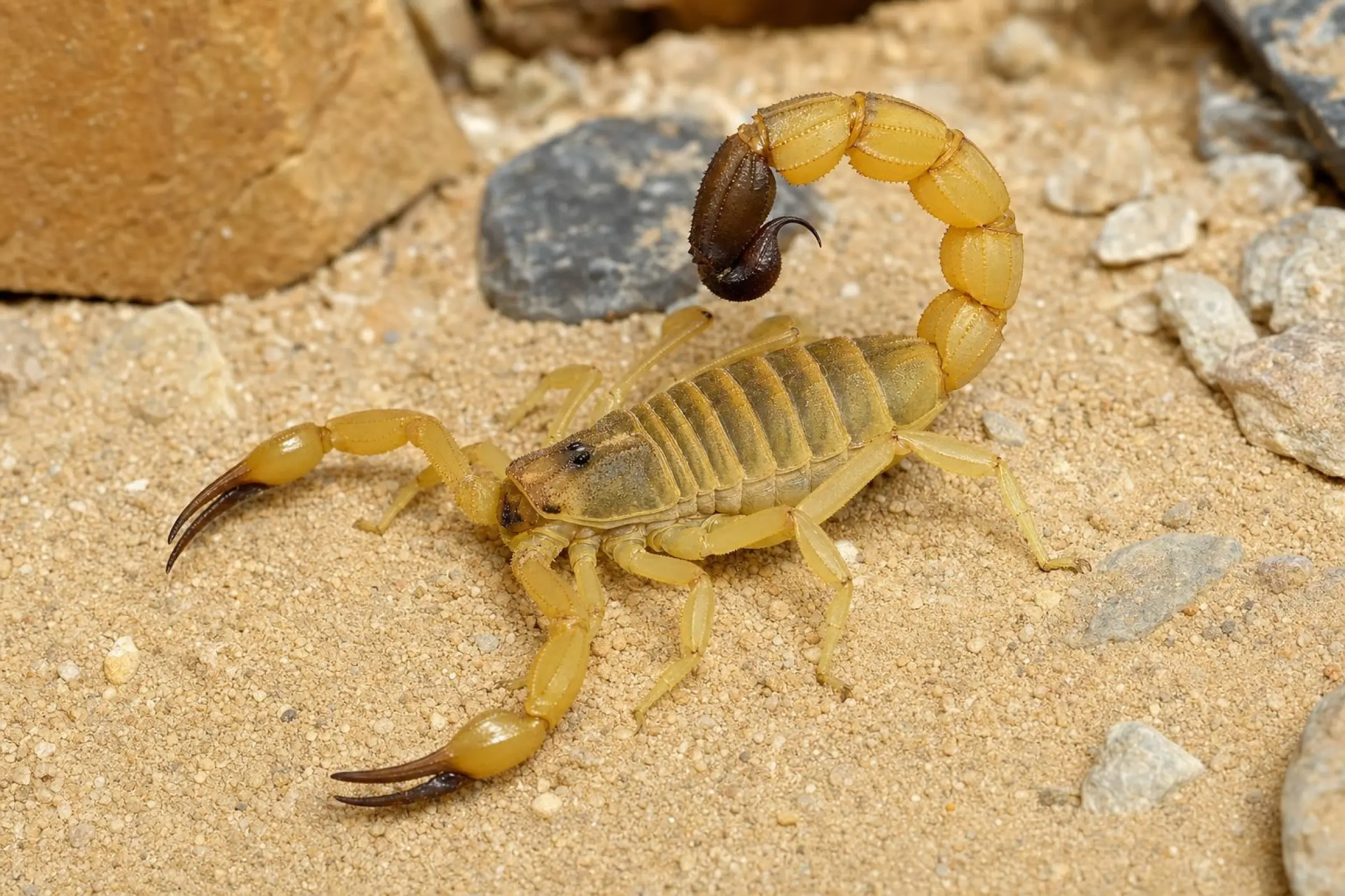 Scorpion à grosse queue du Sahara, Androctonus australis