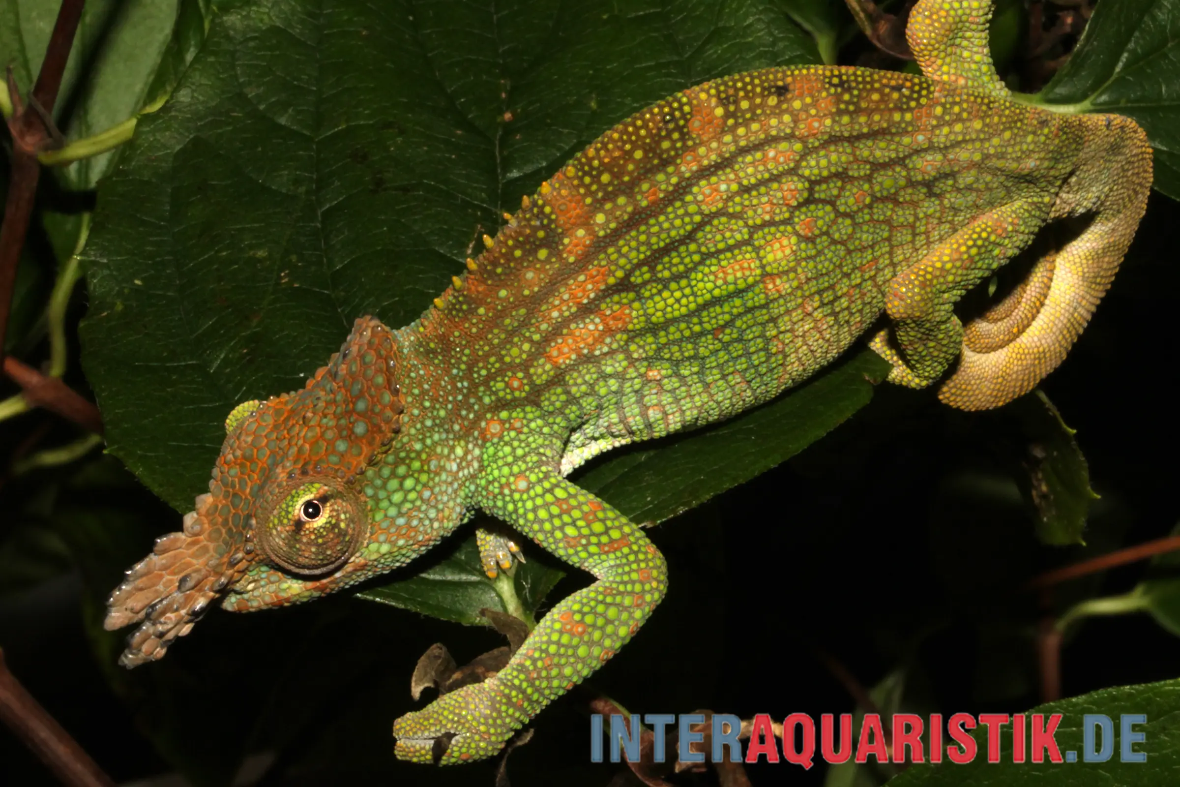 Caméléon à deux cornes de Böhme, Kinyongia boehmei