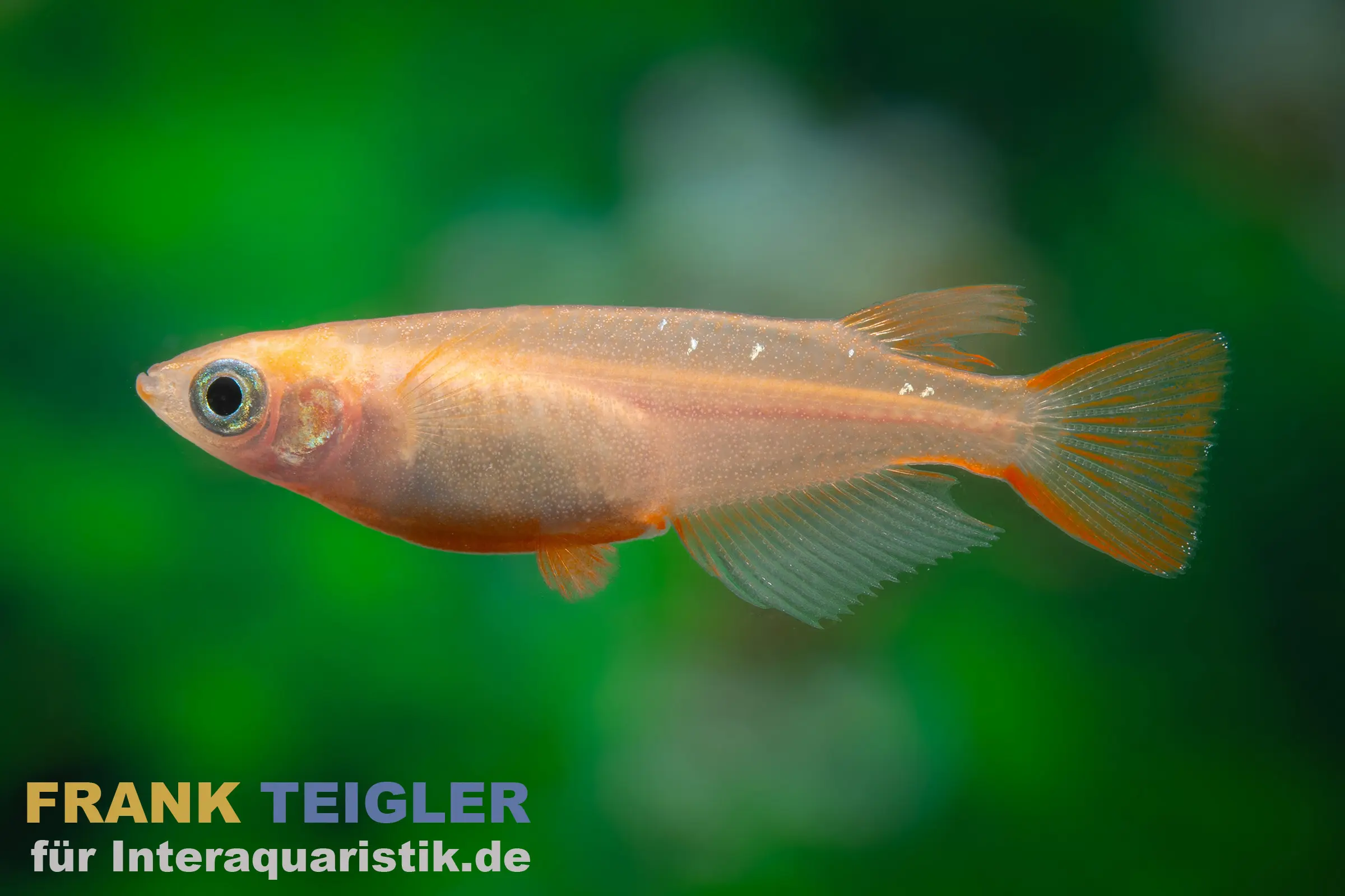 Medaka doré, Oryzias latipes Gold
